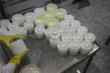 farmer making white goat cheese putting inside the molds the curd cheese with yellow gloves as a...