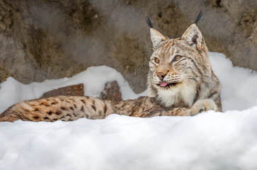 Lynx. The Eurasian lynx is the largest of all lynxes. Legs large well furred in winter, which allows the lynx to walk on the snow without sinking. On tinnitus long tassels.