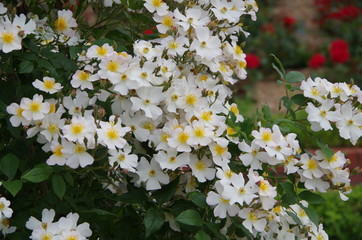 Rosa  Francis E. Lester. 