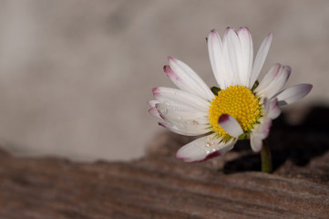 close up of a marguerite with wood surface