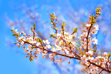 Cherry blossom looming near a tree trunk with beautiful pastel blue background. Amazing elegant artistic image nature in spring. Flowers of the cherry blossoms on a spring day. Shallow depth of focus