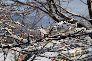 雪景色