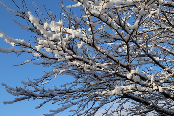 雪景色
