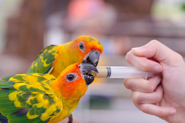 Women feeding birds through a syringe