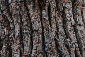 Rough wooden texture of a tree surface in a forest and wood pattern.
