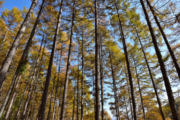 カラマツの紅葉