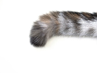 Cat tail .on the white background