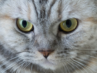 close up adorable cat looking forward