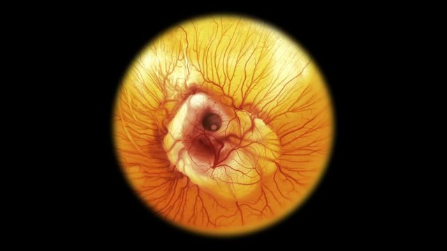 heartbeat and movement of blood through the vessels of a chicken or quail embryo in an egg