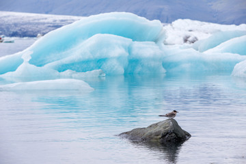 Gletscherlagune J&ouml;kulsarlon auf Islands