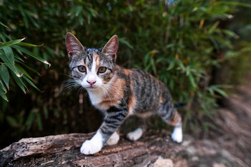 Katze