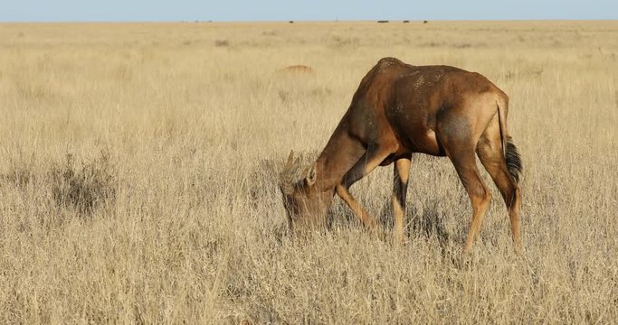 A tsessebe antelope (Damaliscus lunatus) grazing in grassland, Mokala National park, South Africa South Africa