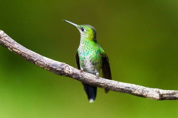 Hummingbird, Colibri thalassinus, beautiful green blue hummingbird from Central America hovering in front of flower background in cloud rainforests, Costa Rica.