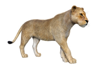 3D Rendering Female Lion on White