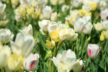 Blühende Tulpen im Frühling