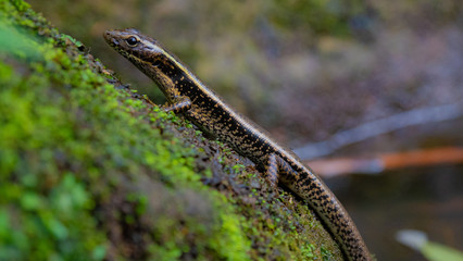 Skink Lizard