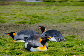 King Penguins on Salisbury plains