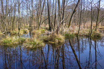 Fototapeta na wymiar In Brandenburg, there are numerous moors and other wetlands