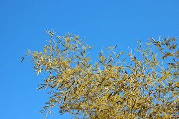 겨울 대나무 잎