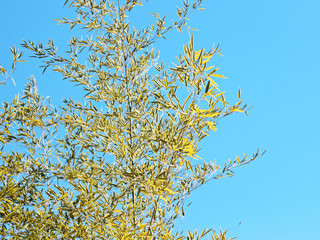 겨울 대나무 잎