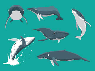 Whale Humpback Various Poses Cartoon Cute Vector