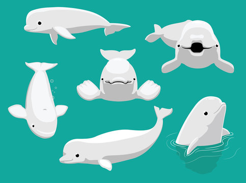 Whale Beluga Various Poses Cartoon Cute Vector