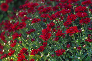 Red Chrysanthemum flowers on blurred background with soft focus. Autumn flowers