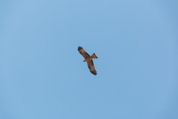 Fliegender Raubvogel Bussard