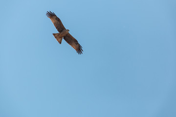 Fliegender Raubvogel Bussard