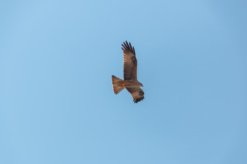 Fliegender Raubvogel Bussard