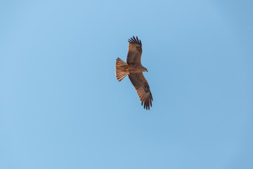 Fliegender Raubvogel Bussard