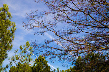 entre arboles
