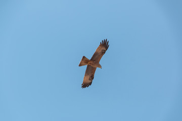 Fliegender Raubvogel Bussard