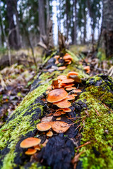 mushrooms on a tree