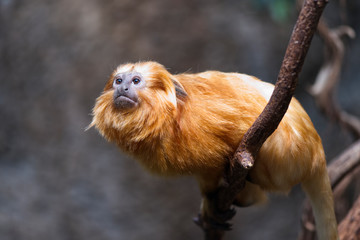 Affe