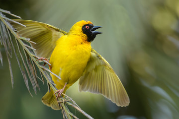Southern Masked-weaver - Ploceus velatus, beautiful yellow black faced weaver from South Africa, Sossusvlei, Namibia.