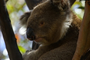 Koala a wonderful animal photographed in southern australia in natural environment