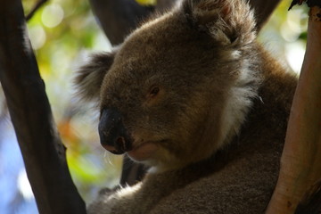 Koala a wonderful animal photographed in southern australia in natural environment