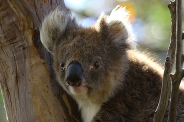 Koala a wonderful animal photographed in southern australia in natural environment