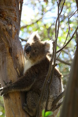 Koala a wonderful animal photographed in southern australia in natural environment