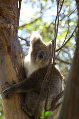 Koala a wonderful animal photographed in southern australia in natural environment