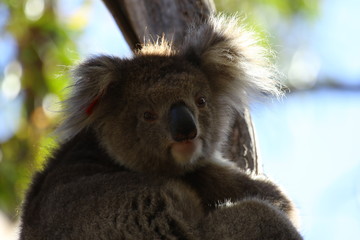 Koala a wonderful animal photographed in southern australia in natural environment