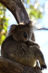 Koala a wonderful animal photographed in southern australia in natural environment