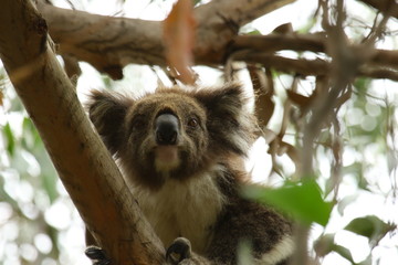 Koala a wonderful animal photographed in southern australia in natural environment