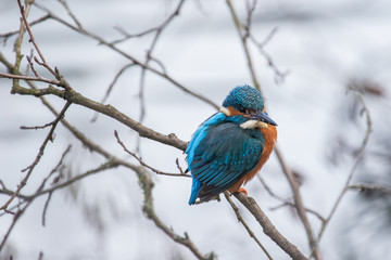 Eisvogel