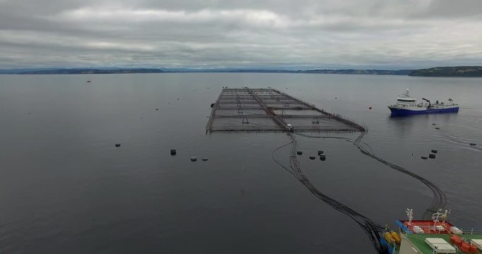 Aerial view of wellboat during harvesting of salmon in captivity, in the waters of the Chiloe archipelago