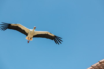 Fliegender Storch