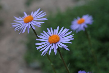 Obraz premium Blume im 3er - Freigestellt