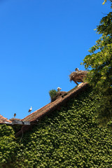Storchennester auf dem Dach