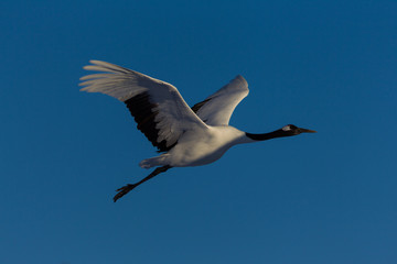 Red-crowned crane bird dancing on snow and flying in Kushiro, Hokkaido island, Japan in winter season